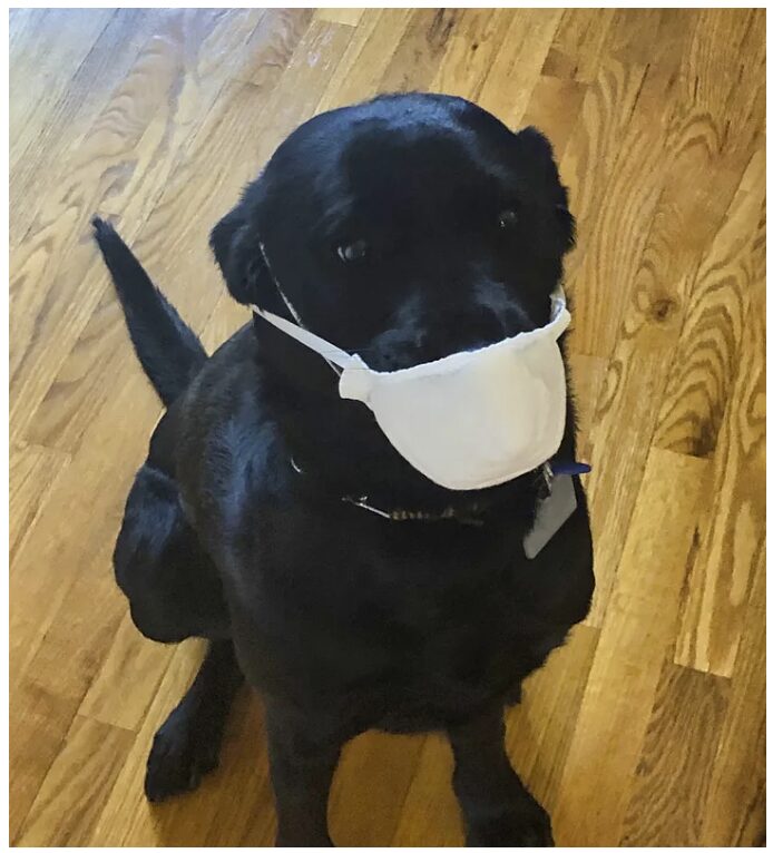 A black lab sits on the floor in front of the viewer. The floor is made of light colored hardwood and the dog is wearing an N95 mask. 